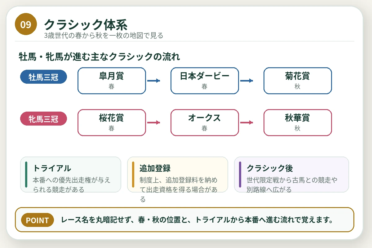 牡馬三冠と牝馬三冠、トライアルから本番への流れを示す図解