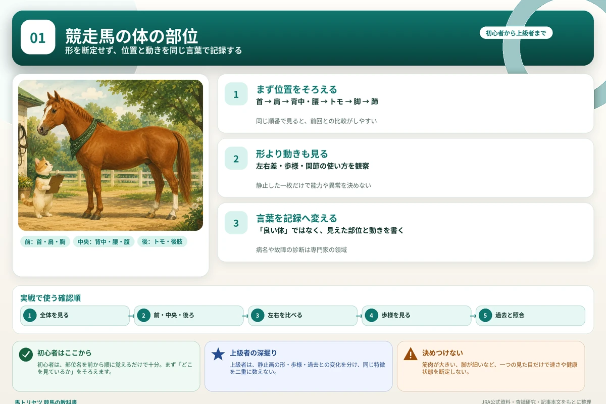競走馬の体を前・中央・後ろに分け、左右差・歩様・過去との変化を確認する図解