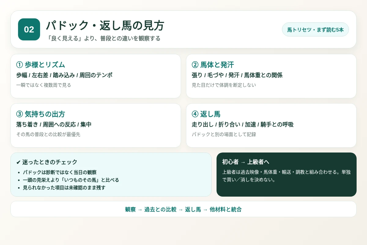 パドック・返し馬の見方の確認順と注意点を整理した図解